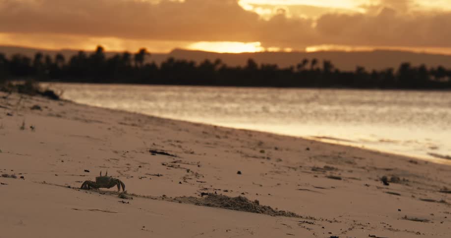 Sand crab walking on the sand at sunrise and crawling back into sand hole