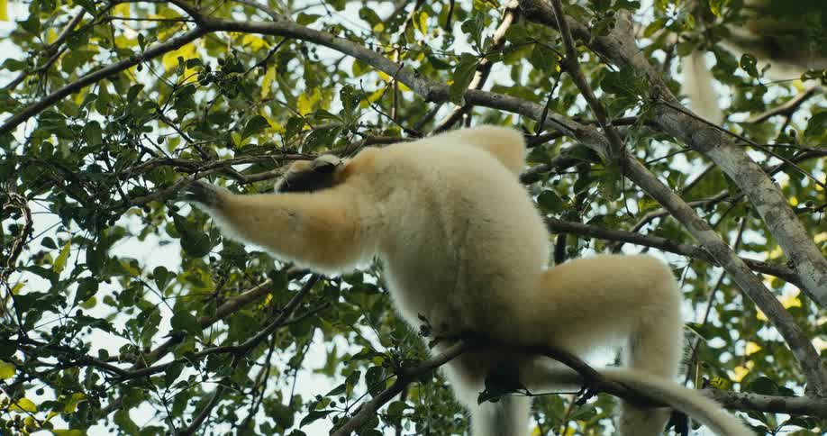 A coquerels sifaka hanging from a branch searching for food