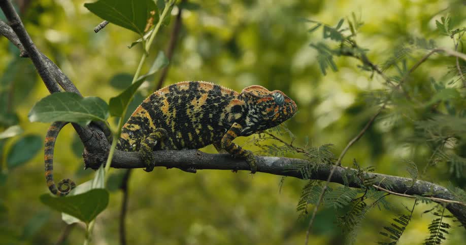 A chameleon on the tree inside the forest at daytime