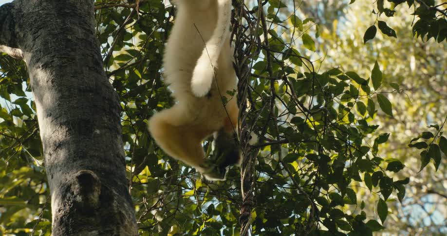 A sifaka lemur hangs upside down in a forest canopy gripping branches with its limbs