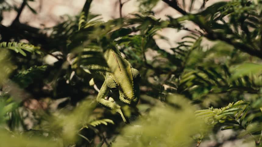 A green lizard is camouflaged surrounded by plant life