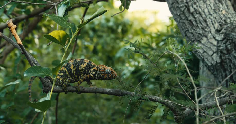The chameleon is sitting on a branch that sways with the wind