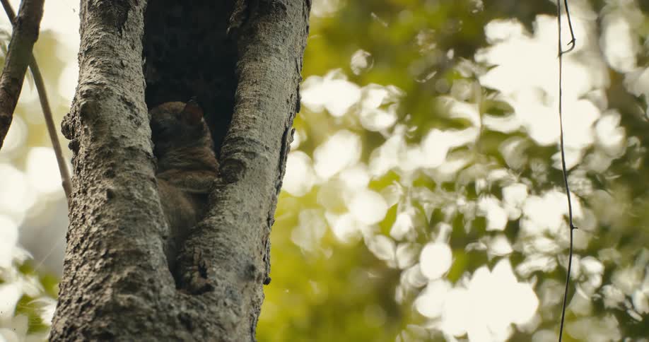 A jungle animal is sitting in between a tall tree