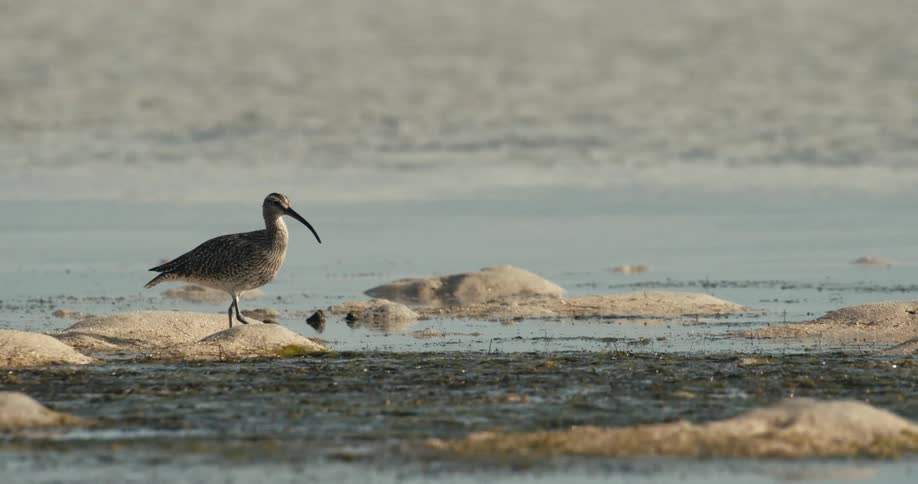 A bird slowly walks on the sand of the beach