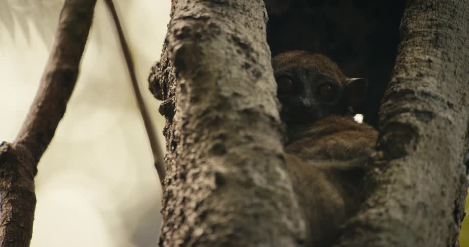 A nocturnal primate peers cautiously from between tree branches in a dark forest