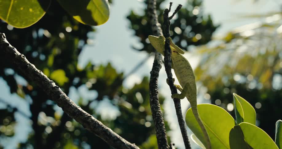 Gecko lizard holding on to a tree branch as it moves in the breeze