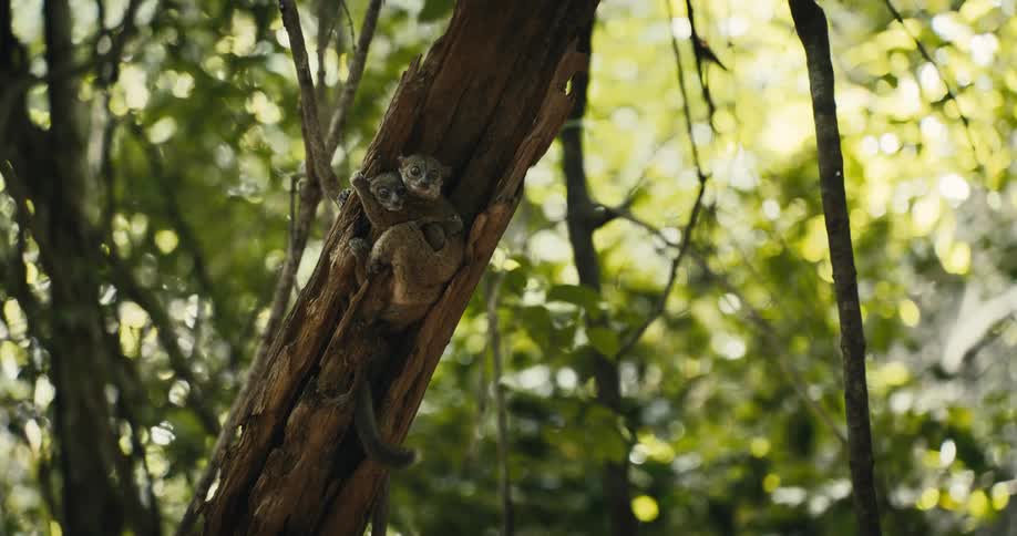 Two jungle animals are sitting on a tree branch together