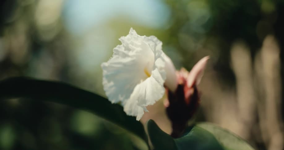 A delicate white flower with ruffled petals next to an unopened bud is shown in closeup with a softly blurred natural background