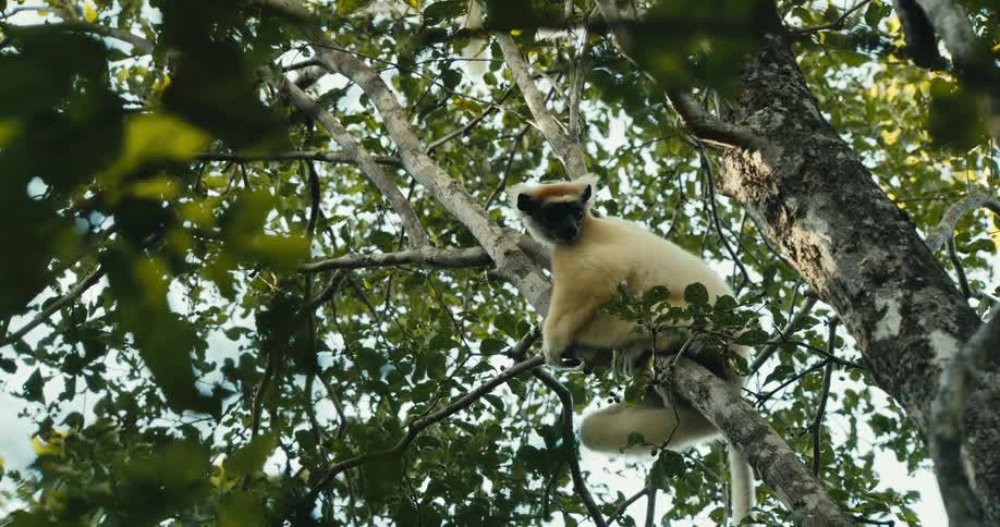 A coquerels sifaka lemur holding onto a tree branch in the forest