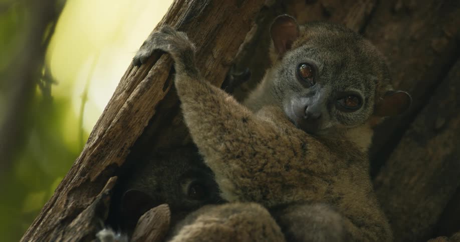 A lemur like animal peers out from a tree hollow wideeyed and partially hidden behind its own arm