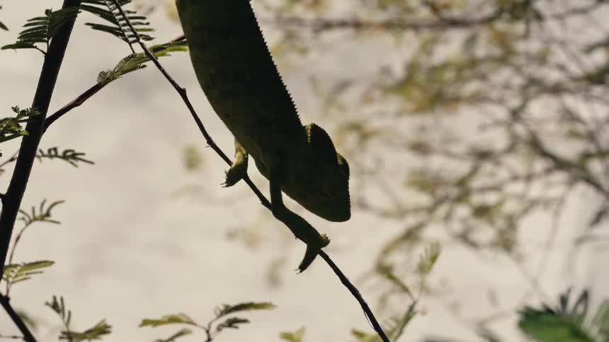 Chameleon crawling on the branches of trees