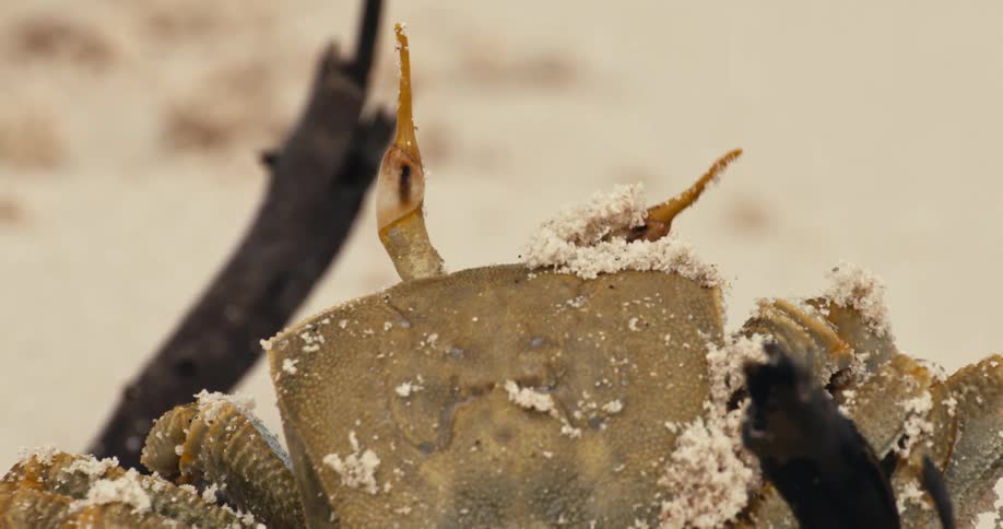 A closeup shot shows a crab partially buried in the sand on a beach its eyestalks moving independently