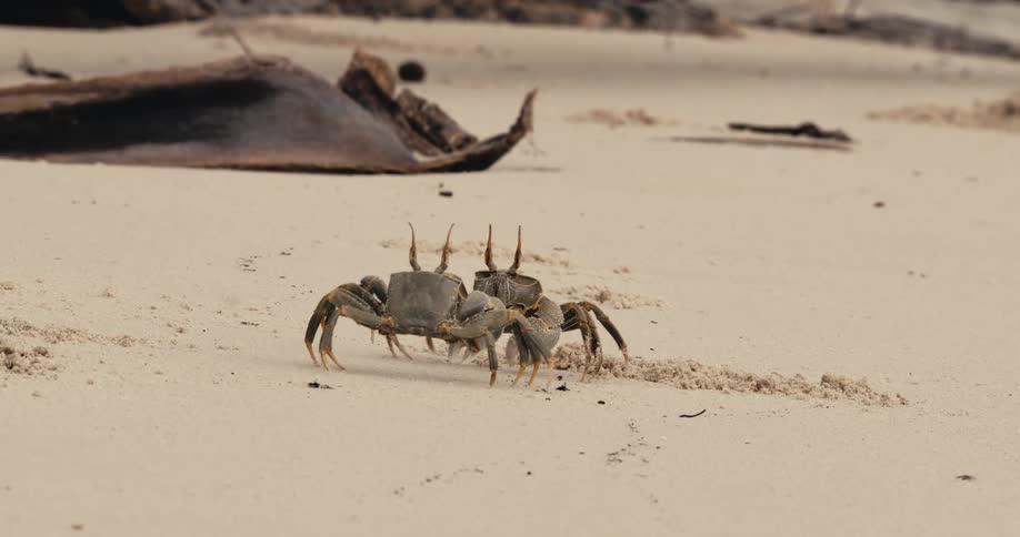 Two crabs scuttles across a sandy beach leaving a trail behind as it moves near some scattered debris
