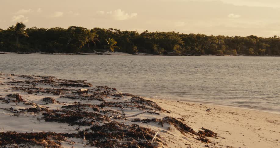 A small bird walks along a sandy beach littered with seaweed with calm water and a distant treeline under a hazy sky