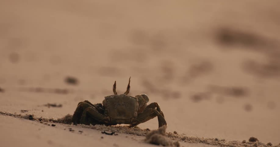 The crab crawls out from underneath the sand