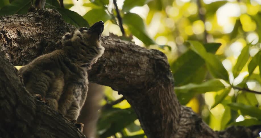 A baby monkey sits calmly on a tree while its mother jumps on and off the tree at midday