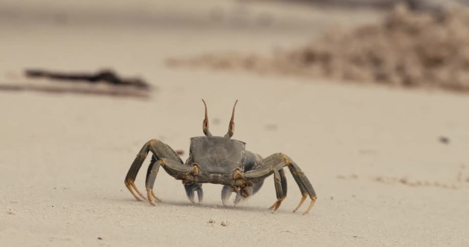 A closeup shows a crab standing on a sandy beach its prominent eyestalks erect as it actively moves its mouthparts