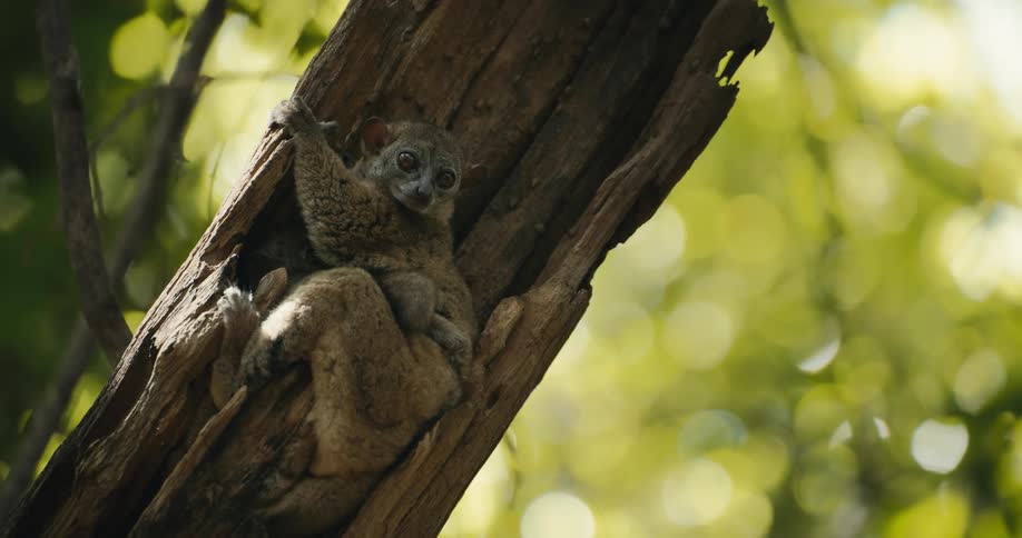 Lemur on a tree trunk in the forest