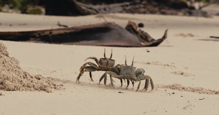 Two crabs are crawling on the sandy beach coast