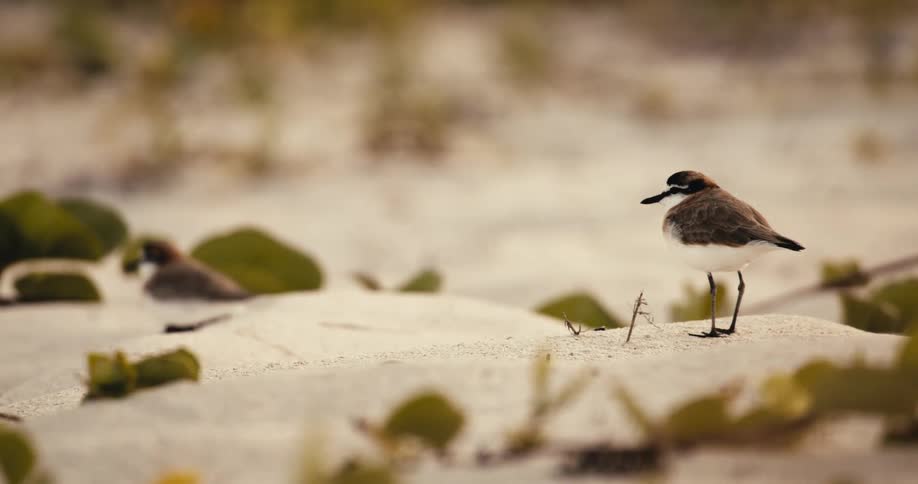 A small plover stands alert on a sandy beach with sparse blurred vegetation while another similar bird rests out of focus in the background