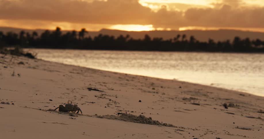 A crab emerges from the sand on a beach at sunset walks briefly and then digs itself back into the sand near the waters edge