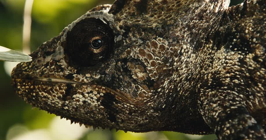 Chameleon patterned in earth tones moves its head and eyes while outdoors during the daytime