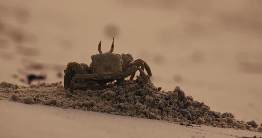 A crab is crawling on the sandy beach during the day time