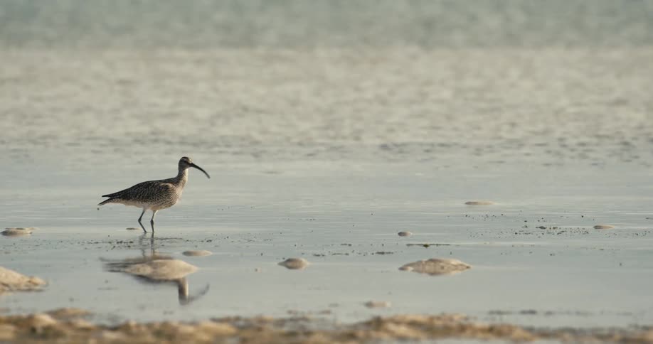 A curlew with a long downcurved beak walks through shallow water occasionally dipping its beak towards the submerged ground