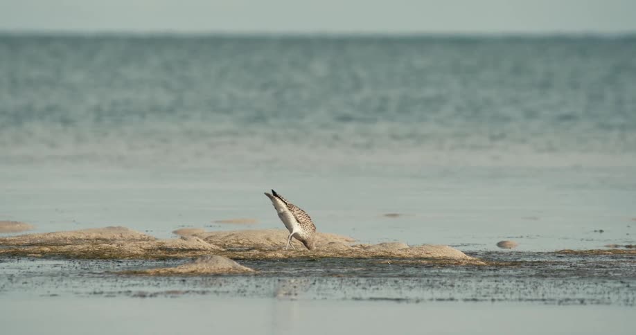 A bird is looking for food on the coast of the beach