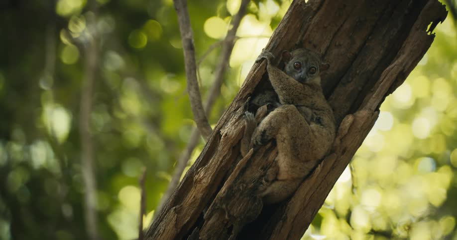 A small grayishbrown lemur with large eyes clings to the inside of a hollowedout tree trunk
