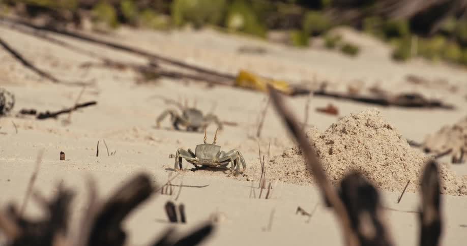 Close up pair of sand crabs walking on the beach during the day