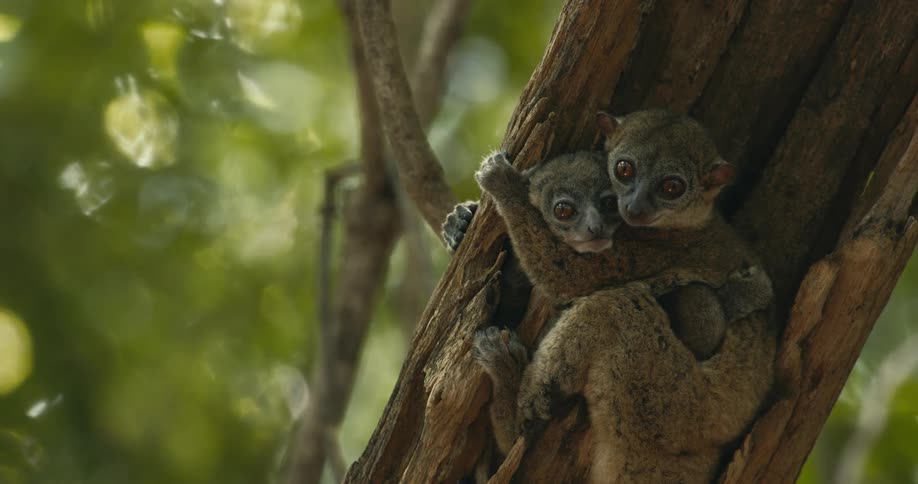 Two lemurs are clinging to a tree trunk in a forested environment looking directly at the camera