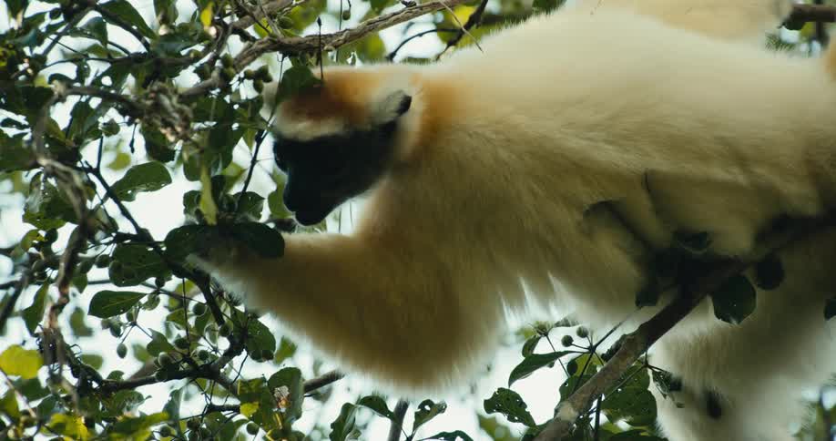 A monkey is eating berries off of a tropical tree