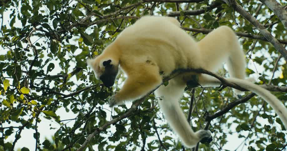 A lightcolored gibbon is climbing along tree branches in a dense leafy forest