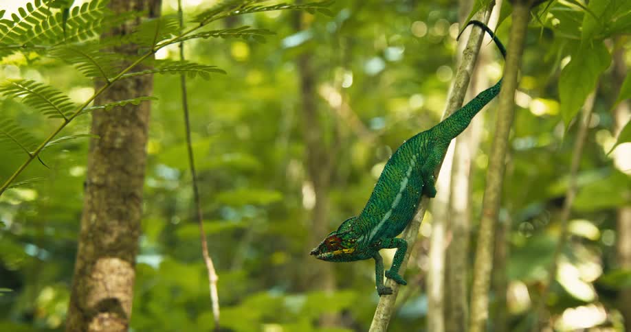 Green lizard camouflaged on tree trunks in a forest