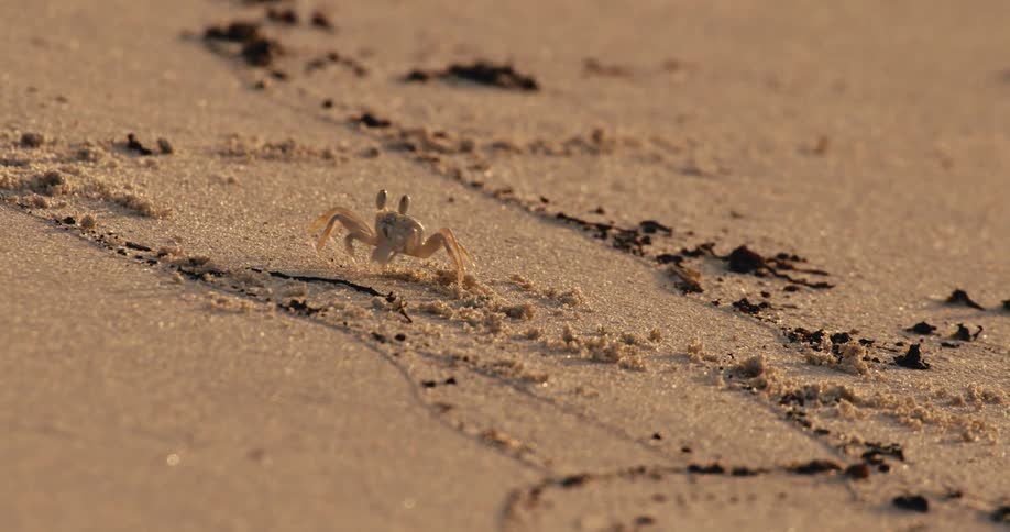 A crab is crawling across the sandy beach during midday