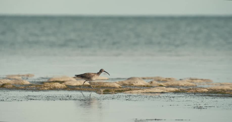 A bird walking on the beach sand eating something it found on the ground