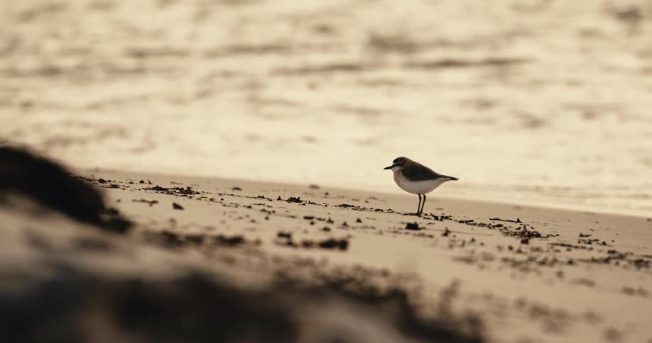 The bird is standing on the sand by the water