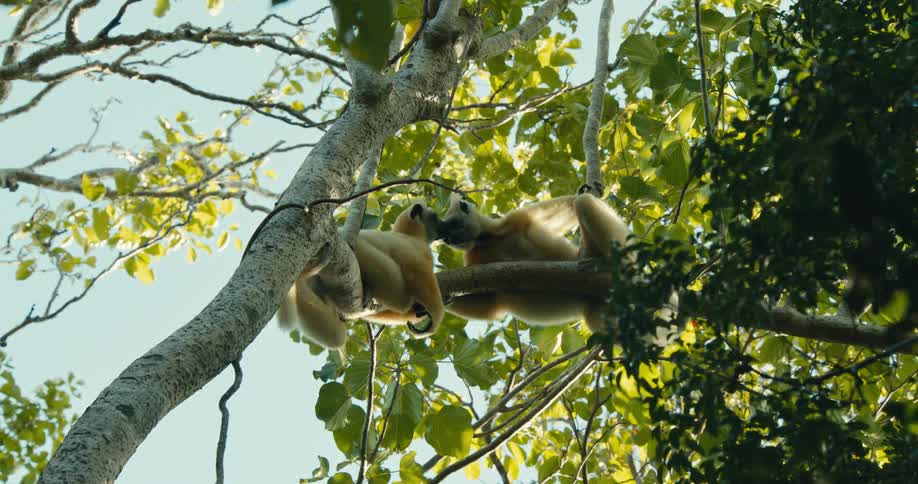 Two lightcolored sifaka lemurs rest on a tree branch amidst green leaves and a clear sky one grooms the other before they both look around