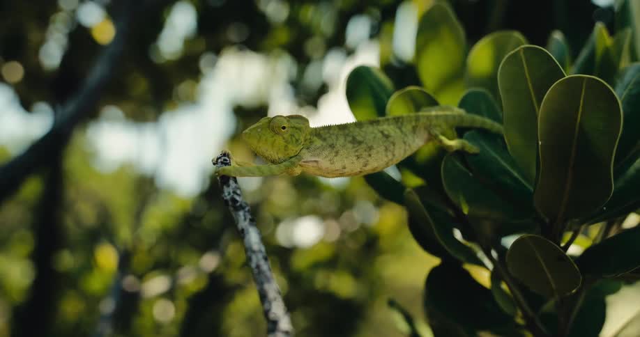 A small chameleon is grabbing onto a tree branch and stretching his body