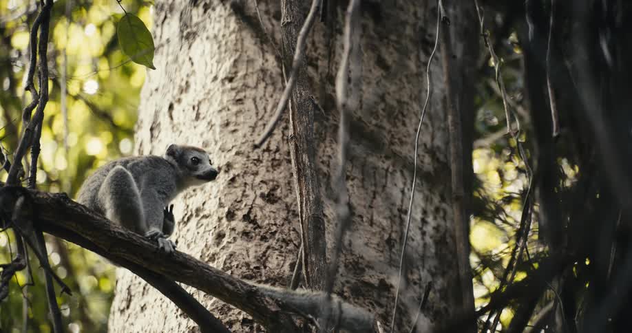 A lemur sits on a branch as it scratches its skin in the forest