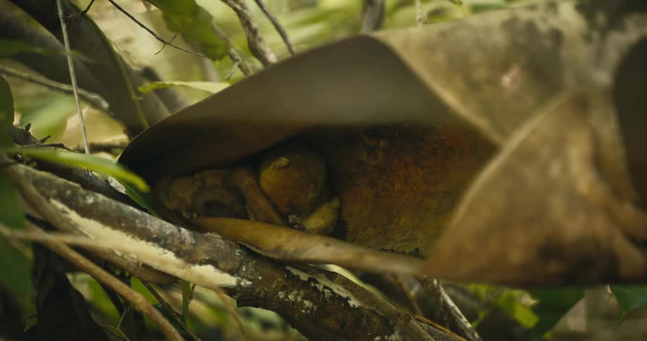 A small mammal hiding under a large leaf in the jungle