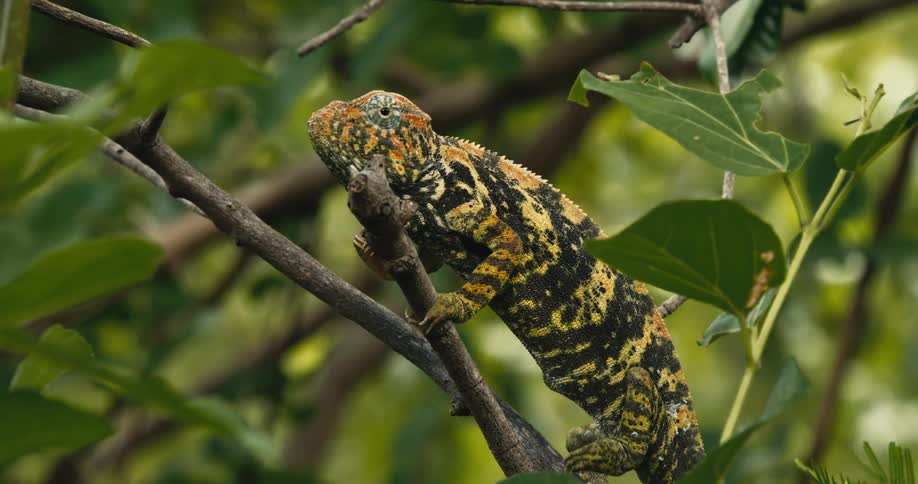 A vibrantly colored chameleon clings to a tree branch in a lush forest setting