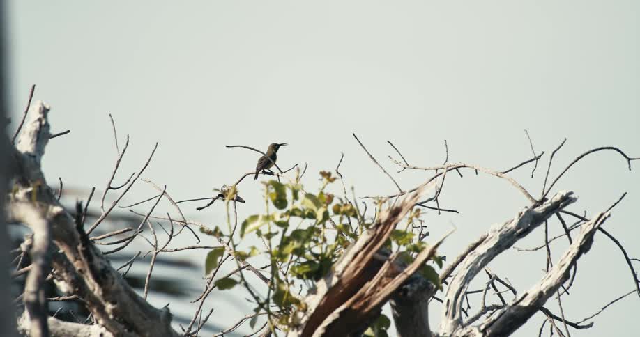 A small bird is perched on a branch surrounded by dry tree branches and some green leaves