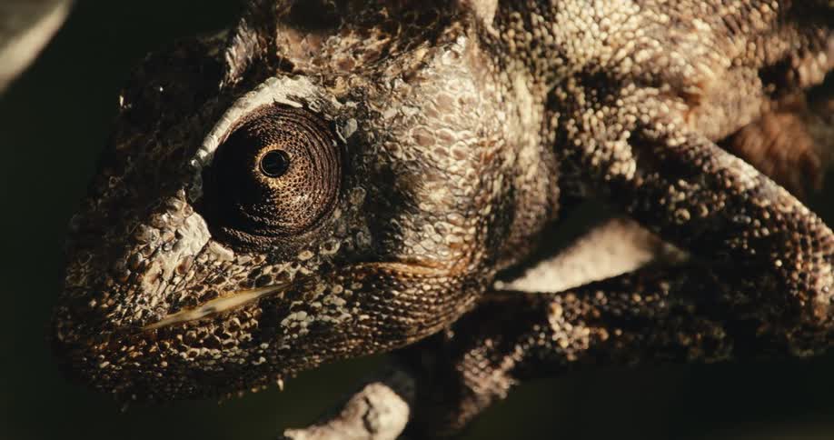 Closeup of a brown chameleons head as it rest on a tree branch during the day