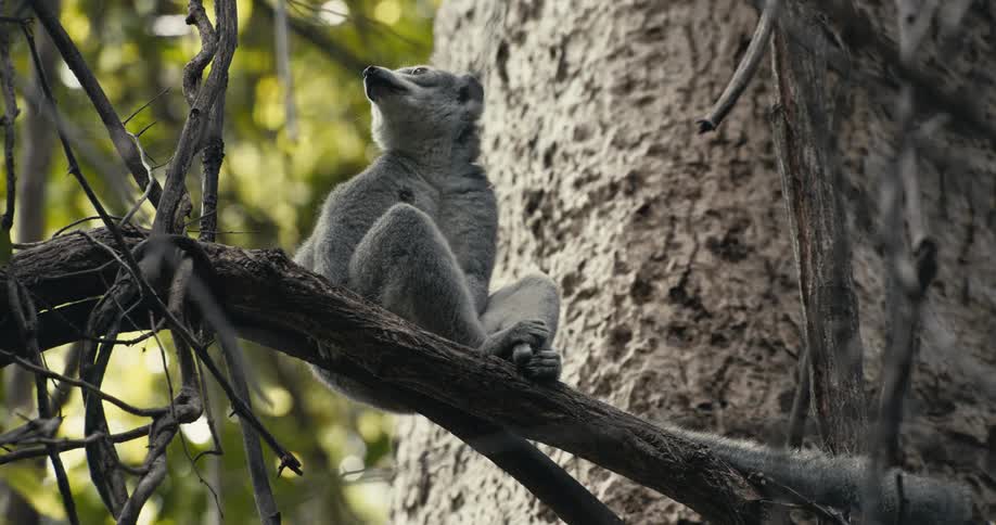 A grey lemur with a long tail sits perched on a tree branch attentively looking around its surroundings