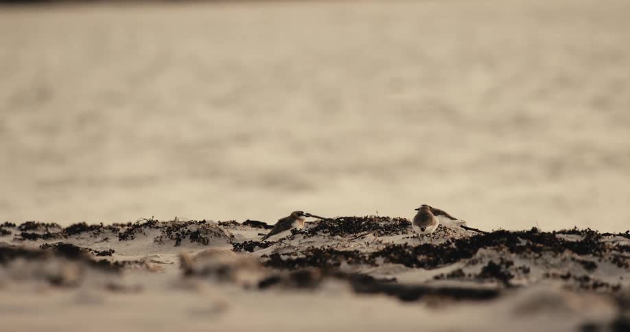 Bird disturbs some of the other birds standing on the ground near flowing water during the day