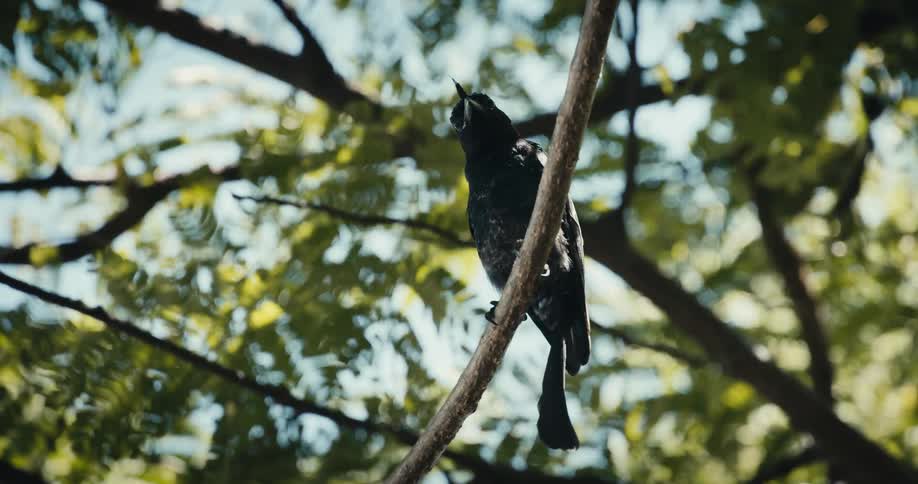 A bird is chirping outside as it sits perched on a tree branch