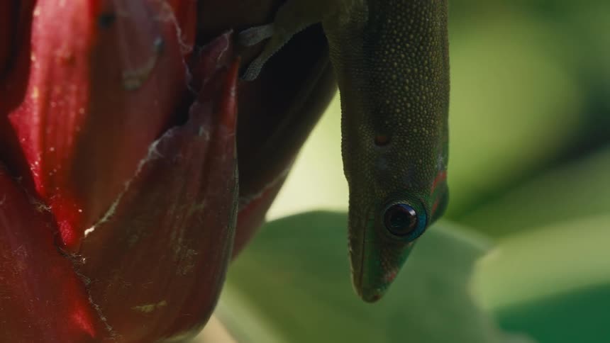 A green frog is sitting upside down on top of a leaf
