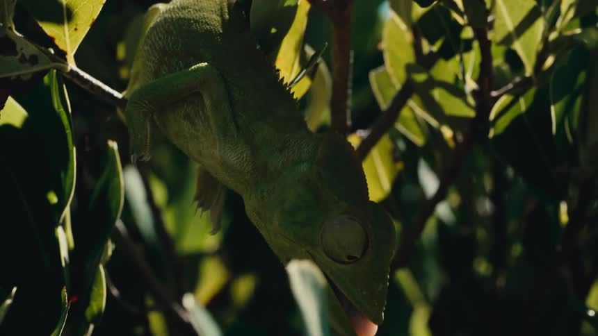 A green lizard on a branch attacks a food source with its tongue